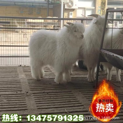活体绒山羊观赏宠物羊侏儒羊旅游景区观赏宠物羊批发价格图2