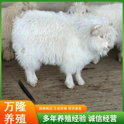 活体绒山羊观赏宠物羊侏儒羊旅游景区观赏宠物羊批发价格图3