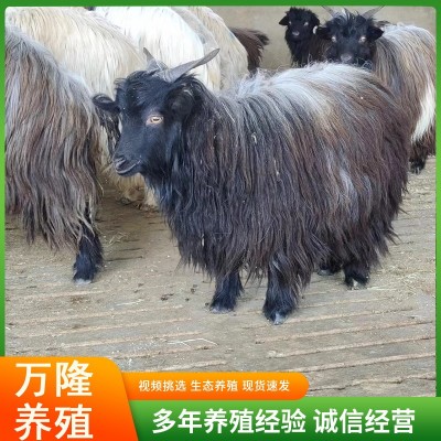 活体绒山羊观赏宠物羊侏儒羊旅游景区观赏宠物羊批发价格图5