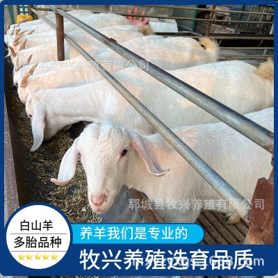 白山羊羊羔羊苗供应白山羊养殖场白山羊价格白山羊种公羊繁殖母羊图2