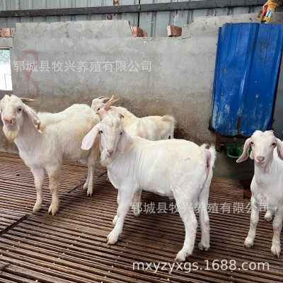 白山羊羊羔羊苗供应白山羊养殖场白山羊价格白山羊种公羊繁殖母羊图5