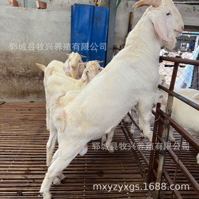 白山羊羊羔羊苗供应白山羊养殖场白山羊价格白山羊种公羊繁殖母羊图3