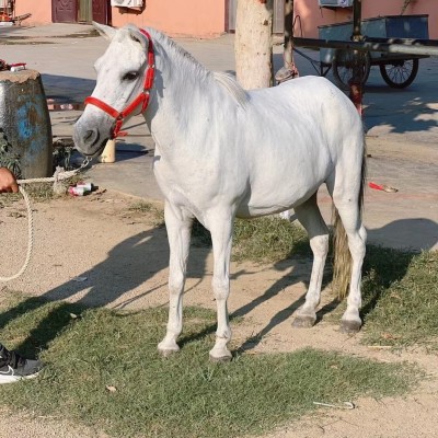 精品白马景区骑乘马温血马半血马马驹价格拉车马赛马马匹价格图3