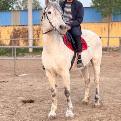 精品白马景区骑乘马温血马半血马马驹价格拉车马赛马马匹价格图5