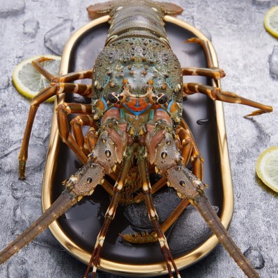 新店开业厂家直供小青龙虾鲜活速冻大龙虾大青龙花龙大虾海鲜批发图4