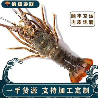 小青龙活冻大龙虾野生大虾速冻波士顿龙虾海鲜鲜活水产农产品批发图2