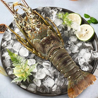 小青龙活冻大龙虾野生大虾速冻波士顿龙虾海鲜鲜活水产农产品批发图3