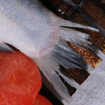 武昌鱼批发鱼场新鲜冬捕武昌鱼春节餐桌查干武昌鱼真空礼盒装鱼图4