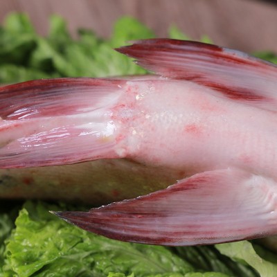 鱼场批发冬捕鱼整条胖头鱼批发新鲜冷冻淡水鱼佳节礼品胖头鱼家用图4