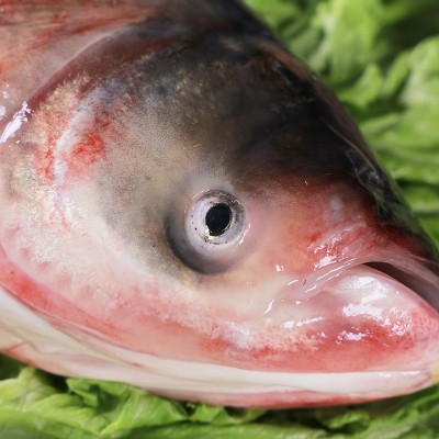 鱼场批发冬捕鱼整条胖头鱼批发新鲜冷冻淡水鱼佳节礼品胖头鱼家用图3