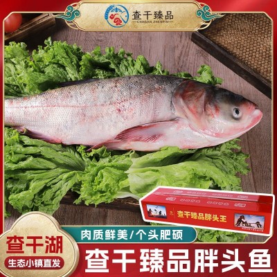 鱼场批发冬捕鱼整条胖头鱼批发新鲜冷冻淡水鱼佳节礼品胖头鱼家用图2