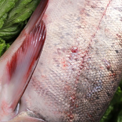 鱼场批发冬捕鱼整条胖头鱼批发新鲜冷冻淡水鱼佳节礼品胖头鱼家用图5