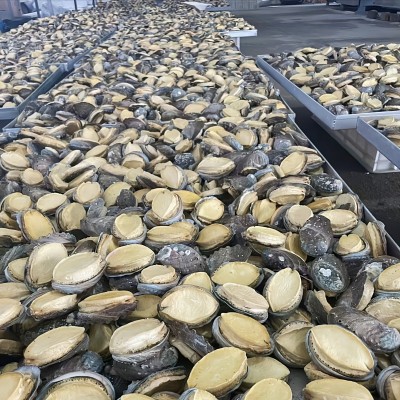 旺品岛批发代发直播电商鲍鱼干商用餐饮水产干货海鲜礼盒冻干鲍鱼图5