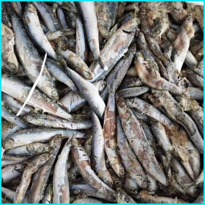 厂家批发 鳀鱼鱼食饲料鱼鱼饲料船冻饲料鱼冷冻货图2