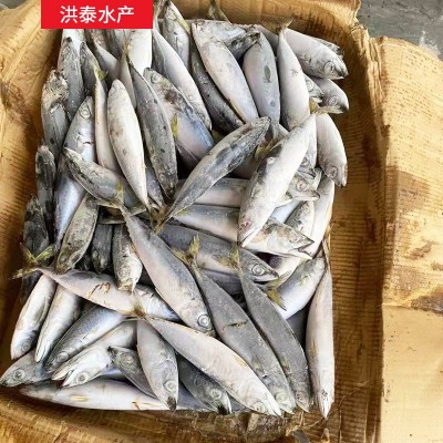 洪泰水产批发船冻鲐鱼青占鱼 冷冻鱼类海鱼深海冻鱼餐饮食材图3