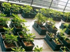 “移动菜园”种出大产业 莱西市税务局为现代农业注入税动力