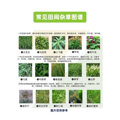 新安旷腾2甲4氯草甘膦果园荒山马路抗性杂草死根节节草农药除草剂图3