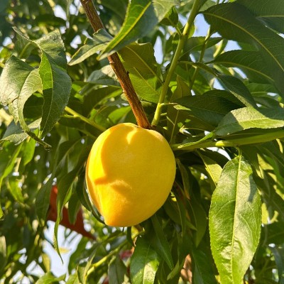 山东蒙阴黄金毛桃纯甜汁多肉脆新鲜应季礼盒整箱黄桃毛桃批发代发图2