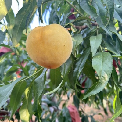 山东蒙阴黄金毛桃纯甜汁多肉脆新鲜应季礼盒整箱黄桃毛桃批发代发图3