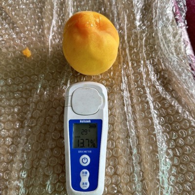 山东蒙阴黄金毛桃纯甜汁多肉脆新鲜应季礼盒整箱黄桃毛桃批发代发图4