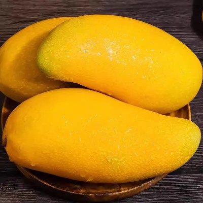 海南三亚树上熟金煌芒芒果当季孕妇水果现摘现发新鲜芒果一件代发图4