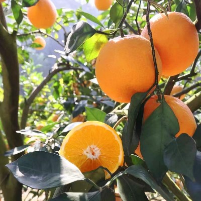 赣南脐橙5斤10斤20斤装春节礼盒装现摘橙子批发一件代发果园直发图2