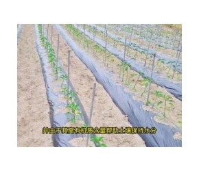 种植辣椒高产诀窍，浇水用这种水肥秧苗长得壮，结果多到摘不完
