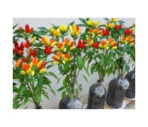 创意种植美食：用塑料瓶种植五彩辣椒，为家庭餐桌增添色彩与辣味