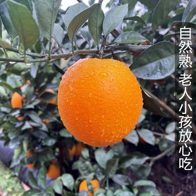 赣南脐橙新鲜水果批发应季水果孕妇儿童手拨甜橙子当季现摘现发图3
