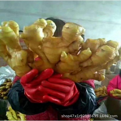 山东生姜基地常年供应 大黄姜,小黄姜,chu口+工电商团购图5