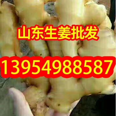 山东生姜基地常年供应 大黄姜,小黄姜,chu口+工电商团购图2