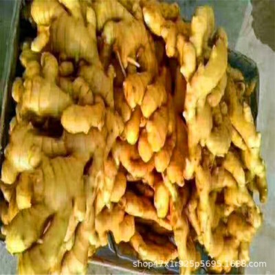 山东生姜基地常年供应 大黄姜,小黄姜,chu口+工电商团购图3