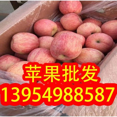 红富士苹果 山区红富士山东膜袋 纸袋红富士苹果 偏红条纹 口感脆图2