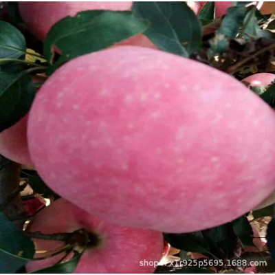 红富士苹果 山区红富士山东膜袋 纸袋红富士苹果 偏红条纹 口感脆图5