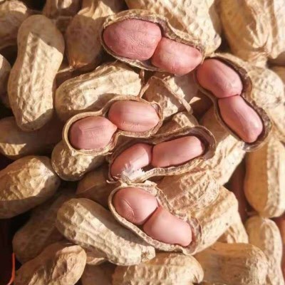 当季新货带壳白沙花生农家自种晒干大量现货五谷杂粮一件代发图3