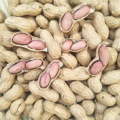 当季新货带壳白沙花生农家自种晒干大量现货五谷杂粮一件代发图2