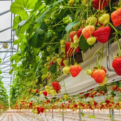 厂家批发 高肥效蔬菜苗育苗肥 花卉水溶肥 无土栽培营养液图3