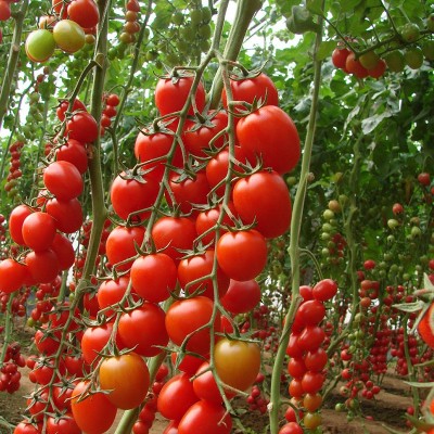 厂家批发 有机生态高肥效 纯菜饼发酵有机肥 菜籽饼有机肥料 饼肥图4