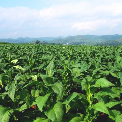 厂家批发 有机生态高肥效 纯菜饼发酵有机肥 菜籽饼有机肥料 饼肥图5