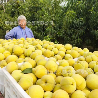 速冻冷冻黄桃样品 1/2瓣果脯果干黄桃酱烘焙配料黄桃罐头冷冻水果图3