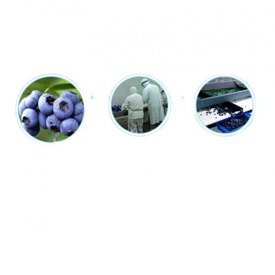 厂家现货 高鲜森冷冻水果冷冻蓝莓 速冻新鲜蓝莓冻果冷冻蓝莓图5