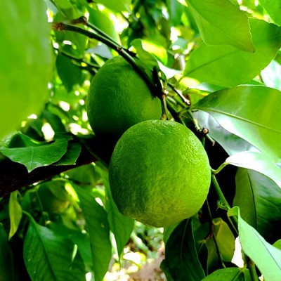 青柠檬奶茶店酒店专用清香皮薄多汁新鲜现摘小青非广东柠香水柠檬图3