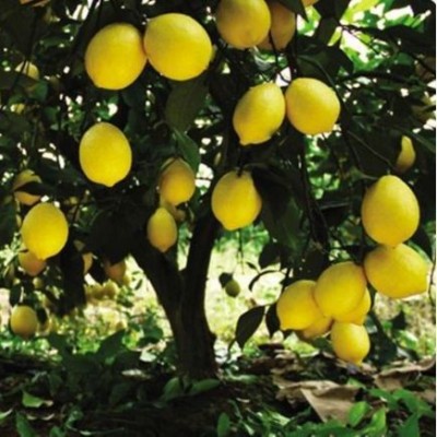 安岳黄柠檬水果当季新鲜产地直发薄皮三级柠檬果新鲜奶茶商用批发图2