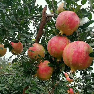 停售突尼斯软籽石榴当季新鲜水果果园选果直发石榴整箱甜石榴代发图3