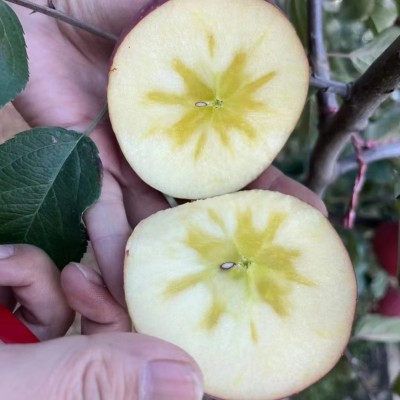 【四川盐源苹果糖心丑苹果红将军】当季新鲜水果礼盒装整箱图5