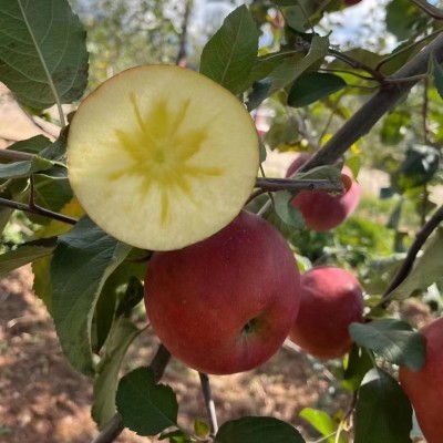 【四川盐源苹果糖心丑苹果红将军】当季新鲜水果礼盒装整箱图4