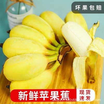 福建正宗苹果蕉新鲜9斤当季整箱水果甜香banana现砍现发整箱包邮图3