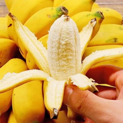 福建正宗苹果蕉新鲜9斤当季整箱水果甜香banana现砍现发整箱包邮图4