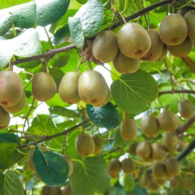 正宗红心猕猴桃四川蒲江奇异果爆甜好吃当季水果新鲜采摘现货批发图5