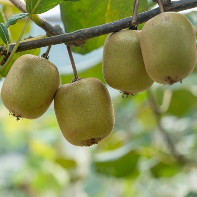 正宗红心猕猴桃四川蒲江奇异果爆甜好吃当季水果新鲜采摘现货批发图4